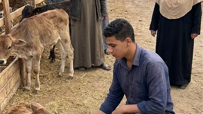 قصة شاب مصري اشتري 90 عجل
