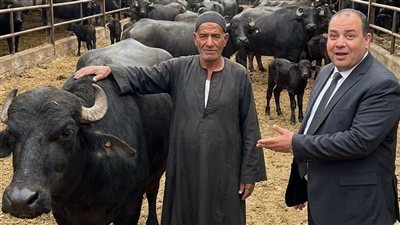 قصة البنك باعله 42 جاموسة برية